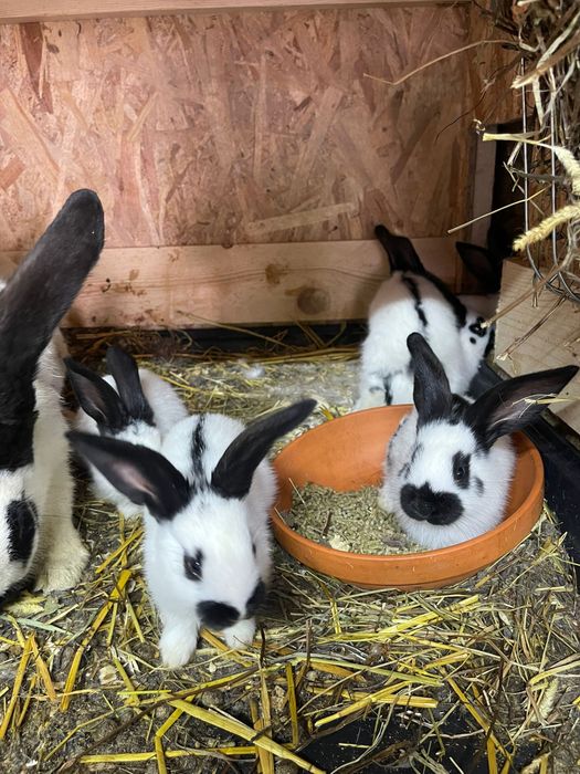 Fluturas German Urias