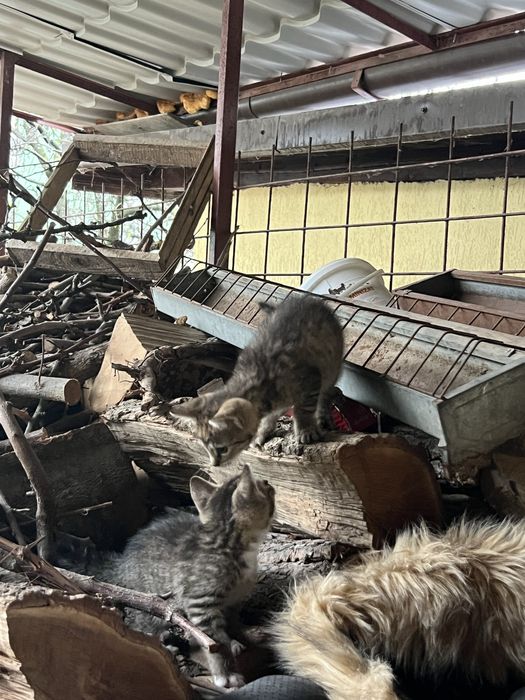 Donez pisica (2 pisicute)