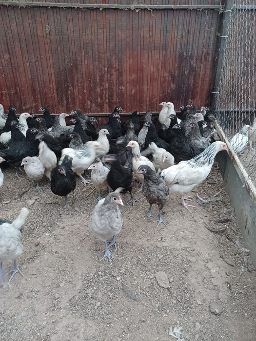 Pui australorp negru albastru și splash