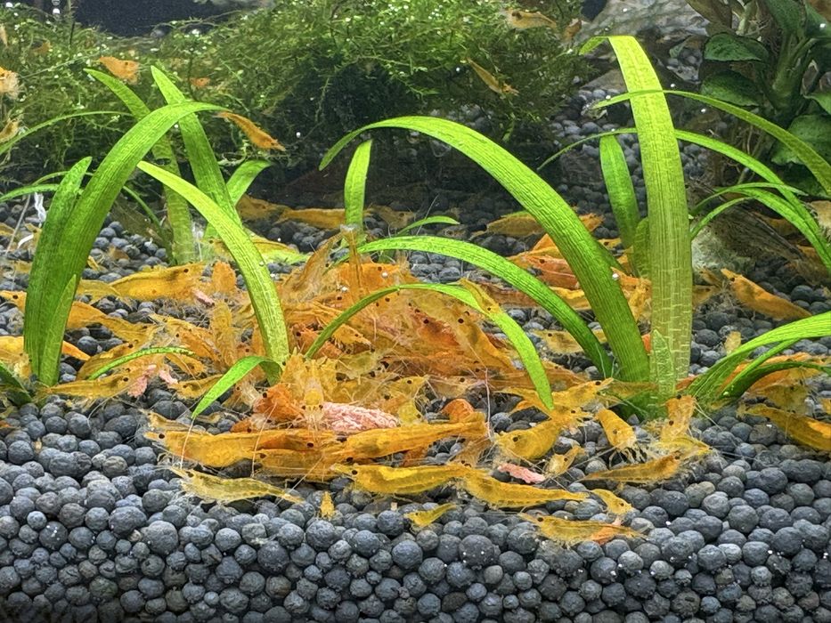 Продаются креветки