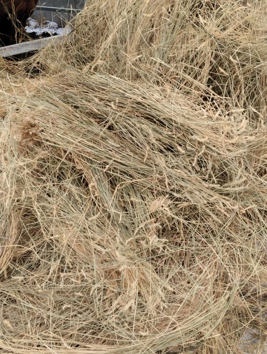 Житняк сеяный вес 300 кг