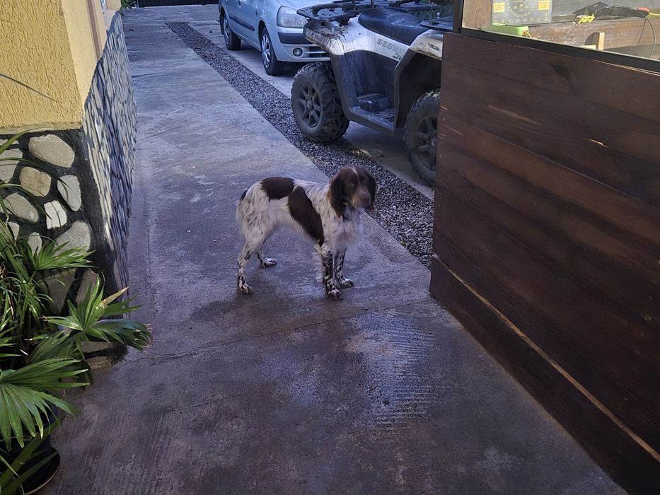 Setter englez prenotari