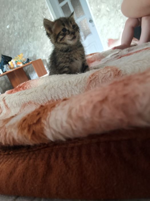 Отдам котят в добрые руки