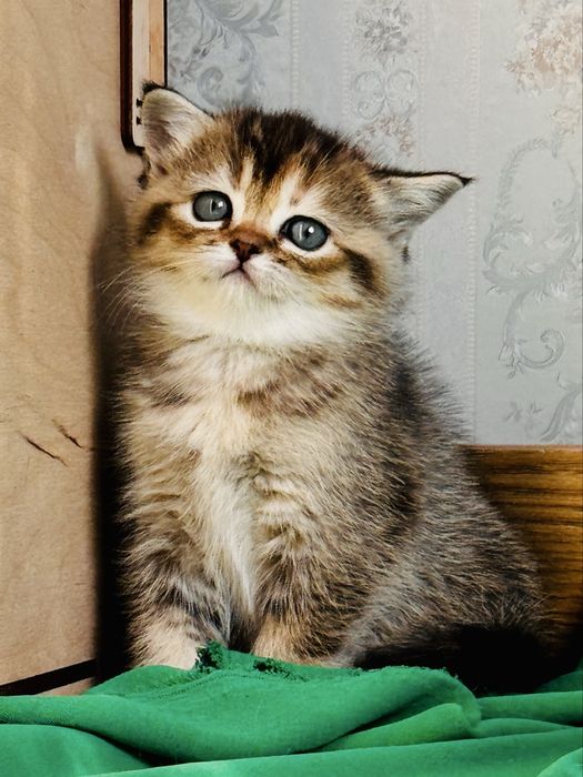 Британка.Девочка