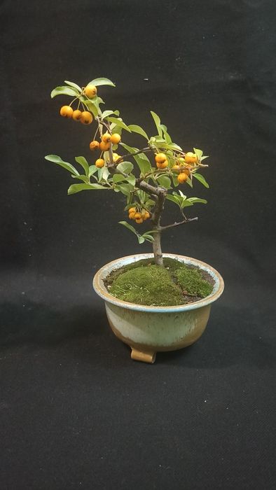 Бонсай pyracantha жълта