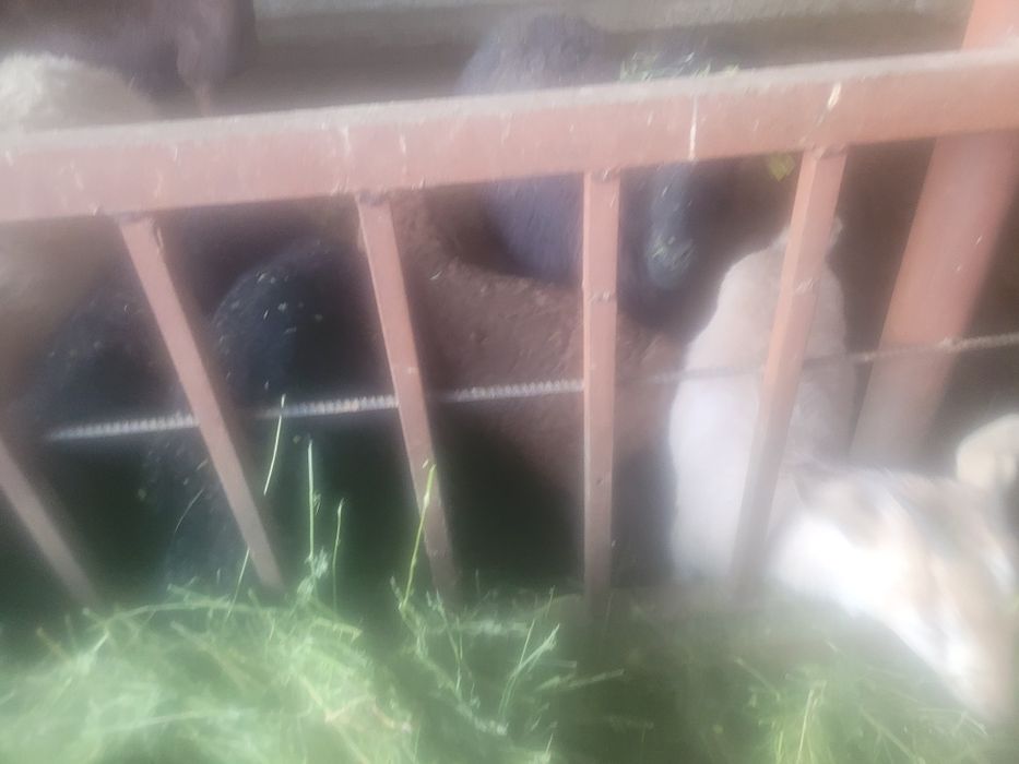 Козы козы козы козы