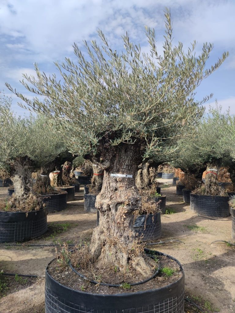 Maslini bonsai seculari