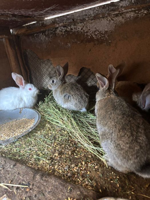 Крольчата фландеры