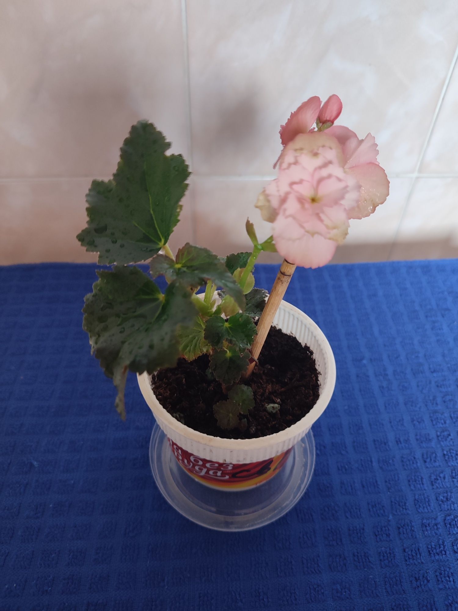 Продам комнатные цветы