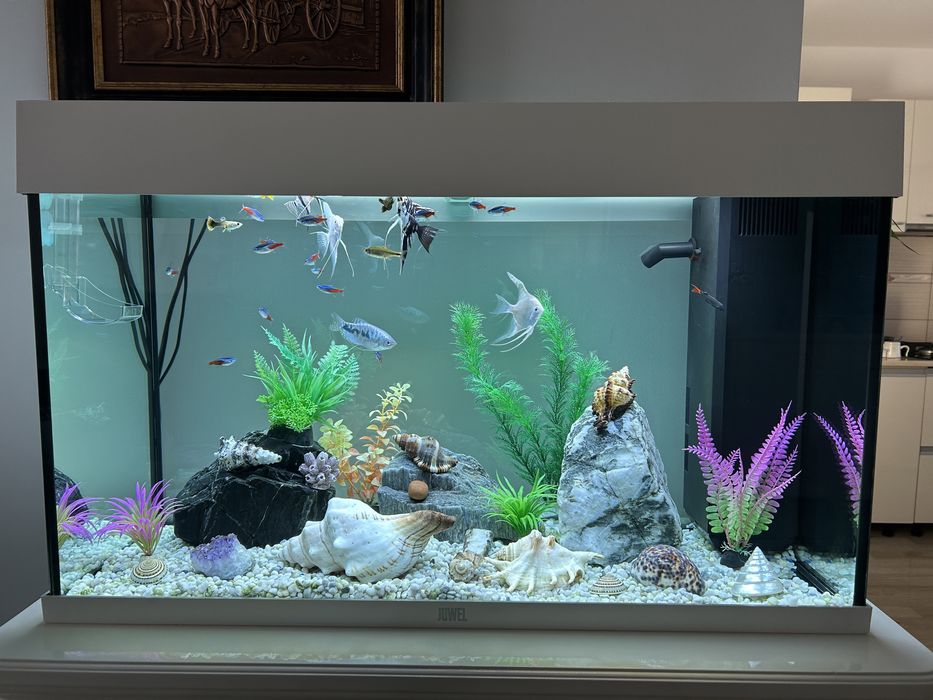 Vand acvariu profesional