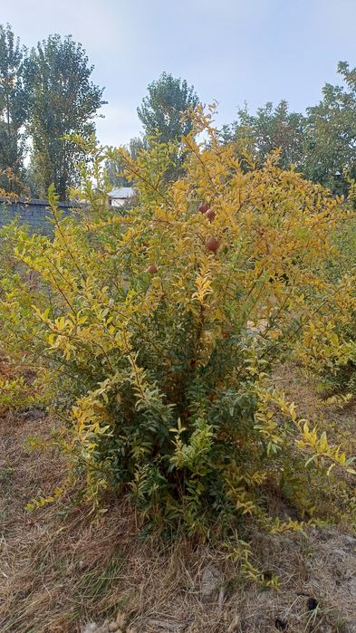 Келес санатория 2.7сотих ер