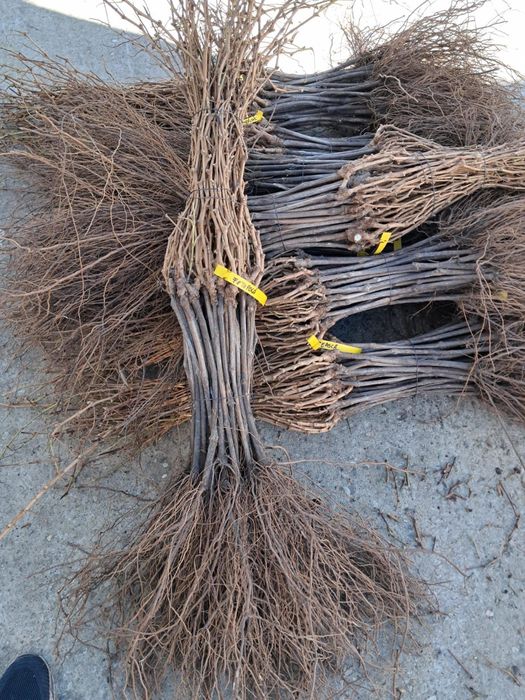 Butași viță de vie anul 2 și anul 3