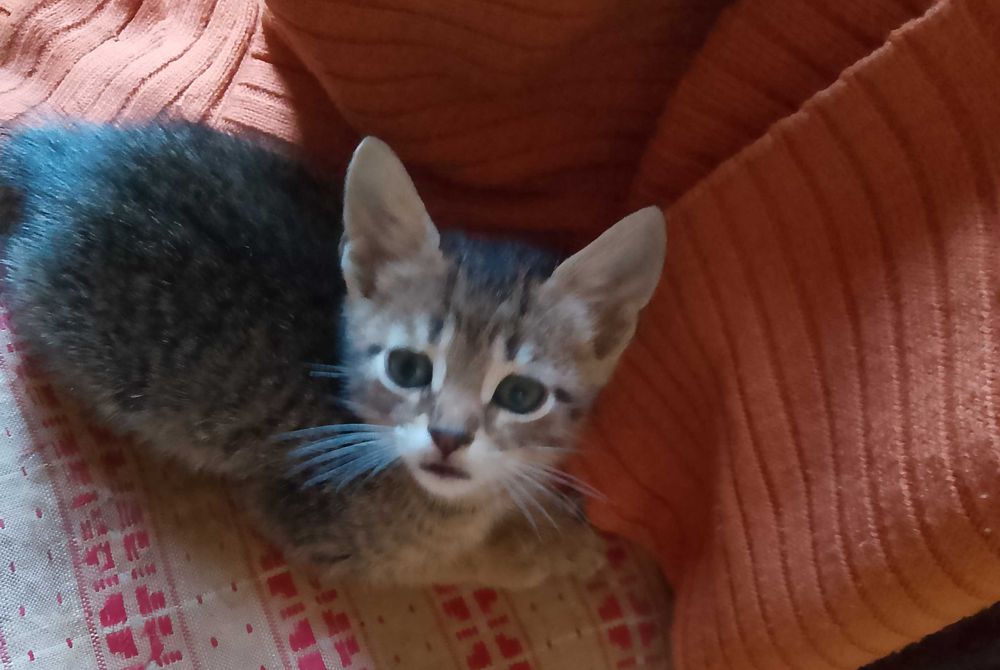 Котета - град Павликени