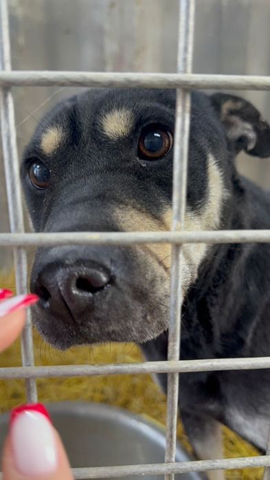 Щенята и сОбаЧки ждут СтаРых или более ответственных новых хозяев