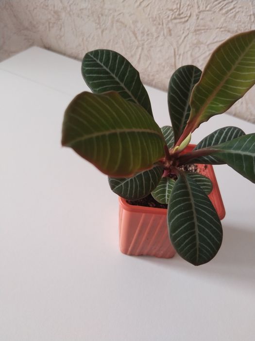 Продам отростки молочай беложильчатый