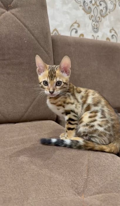 Чистокровная бенгальская кошечка