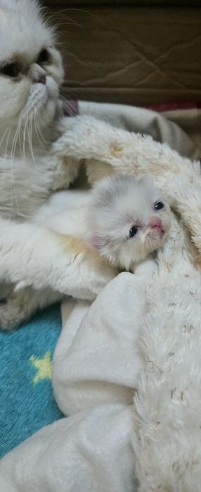 Персийско котенце