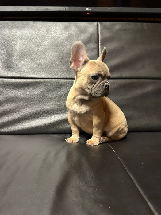 Bulldog francez blue fawn