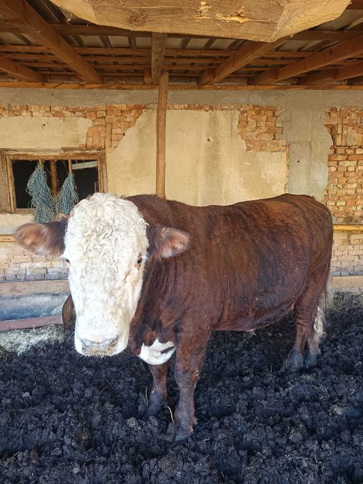 Продавам мъжки телета