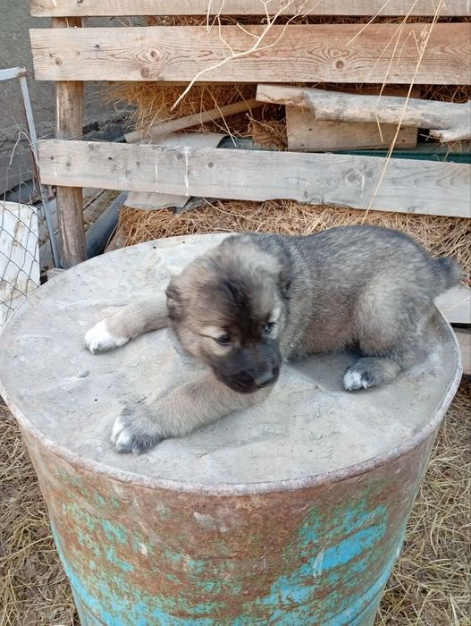 Alabay gidiklar Sotiladi