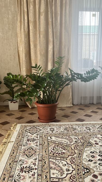 Замиокулькас, долларовое дерево