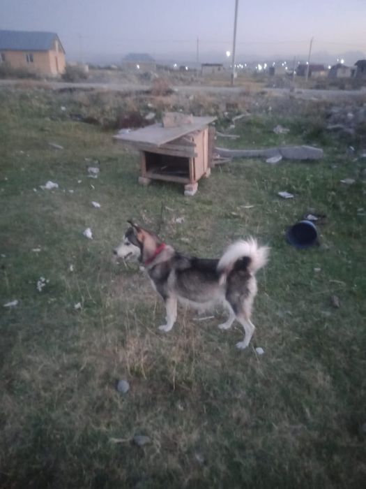 Хаски күшігімен саламыз срочно