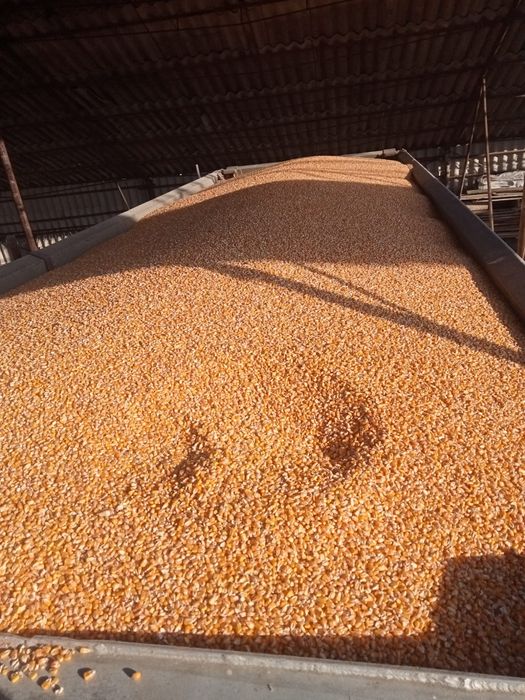 Vând porumb boabe 2025