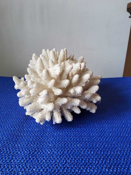 Coral acvariu decorativ