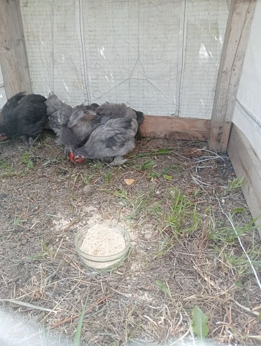 Găinii și cocoșii de vânzare.