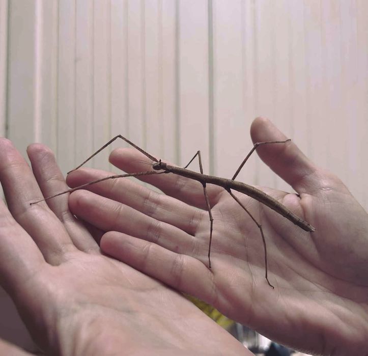 Анамска пръчка / Виетнамска пръчица / Виетнамска пръчка / Насекоми