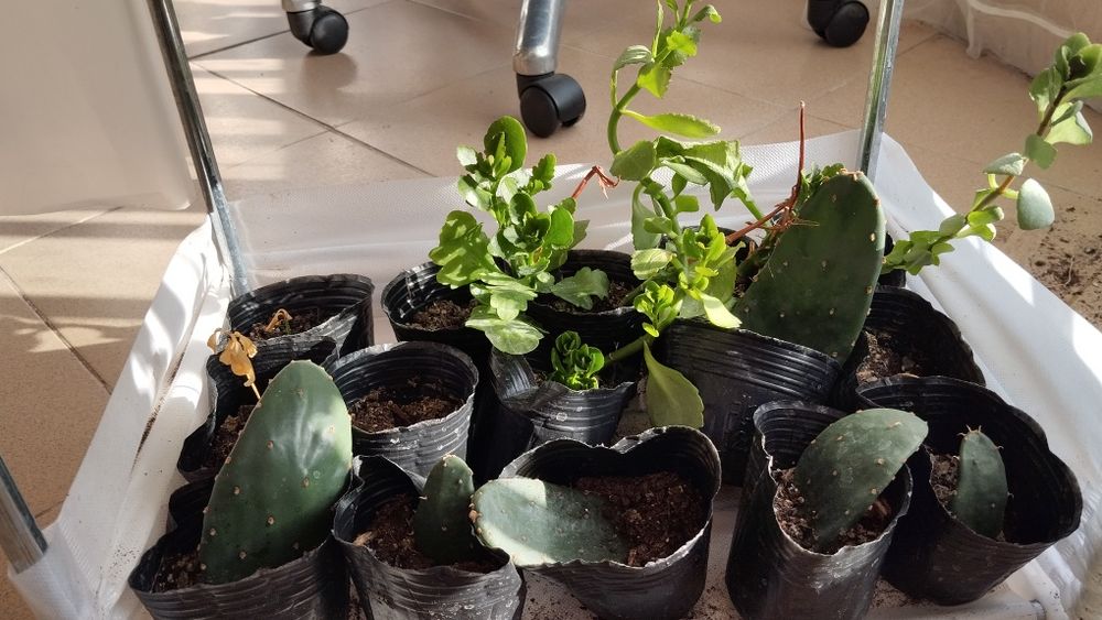 Микс цветя мушкато сакъз каланхое алое и др