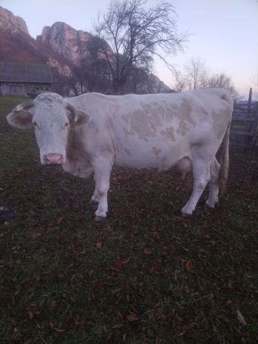 Vaca gestanta in 3 luni, buna de lapte, cuminte la muls