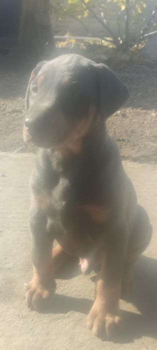 Продавам  цветни  родословни добермани