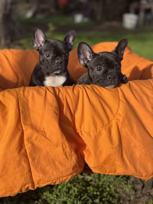 Два прекрасни френски булдога