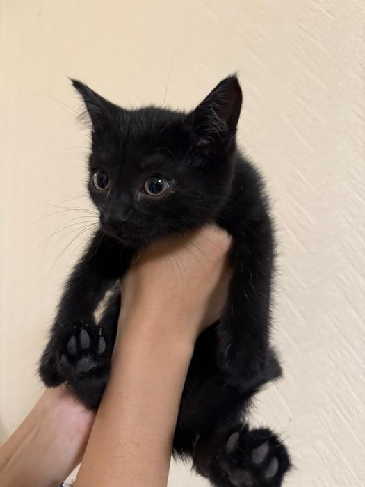Отдам котенка в добрые руки