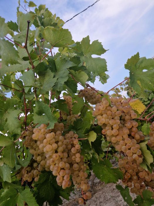 Struguri de masa si de vin