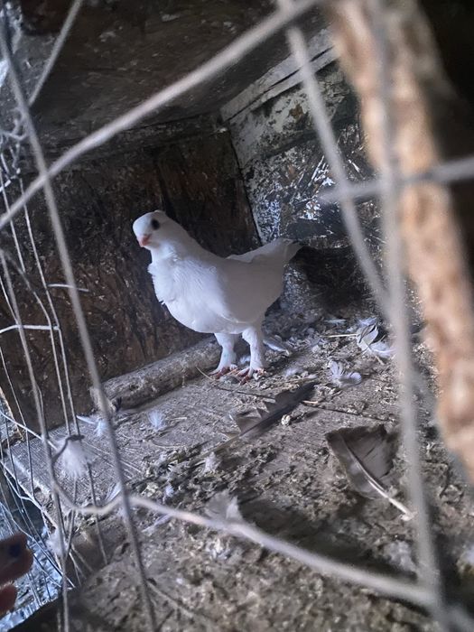 Satineți maturi de anul trecut