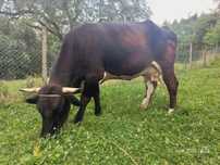 De vânzare vaca de 4 ani gestanta în 8 luni