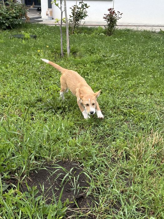 Donez doua cateluse, Nala si Lola.