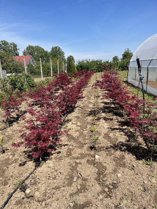 Tuia Platan Arțar Photinia