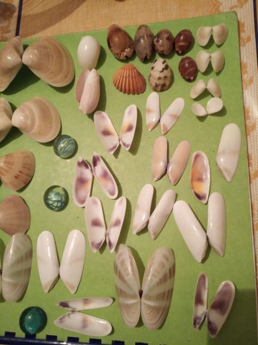 Ракушки маленькие и средние