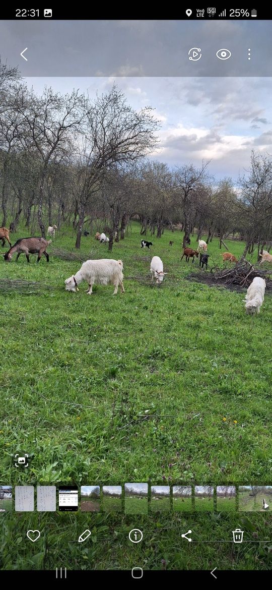 5 capre tinere cu lapte de vanzare.