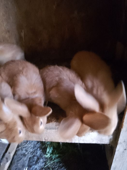 Iepurași pitici Neo rosu