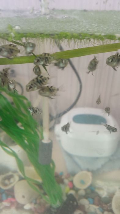 Рыба аквариум , мольки