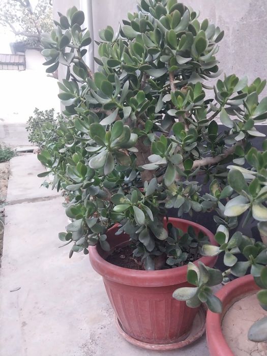 Denejniy ancha yillik