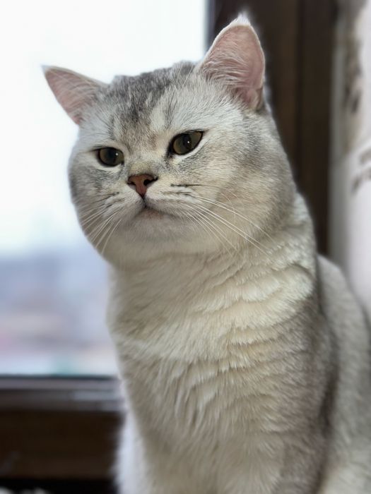 British shorthair silver shinshilla