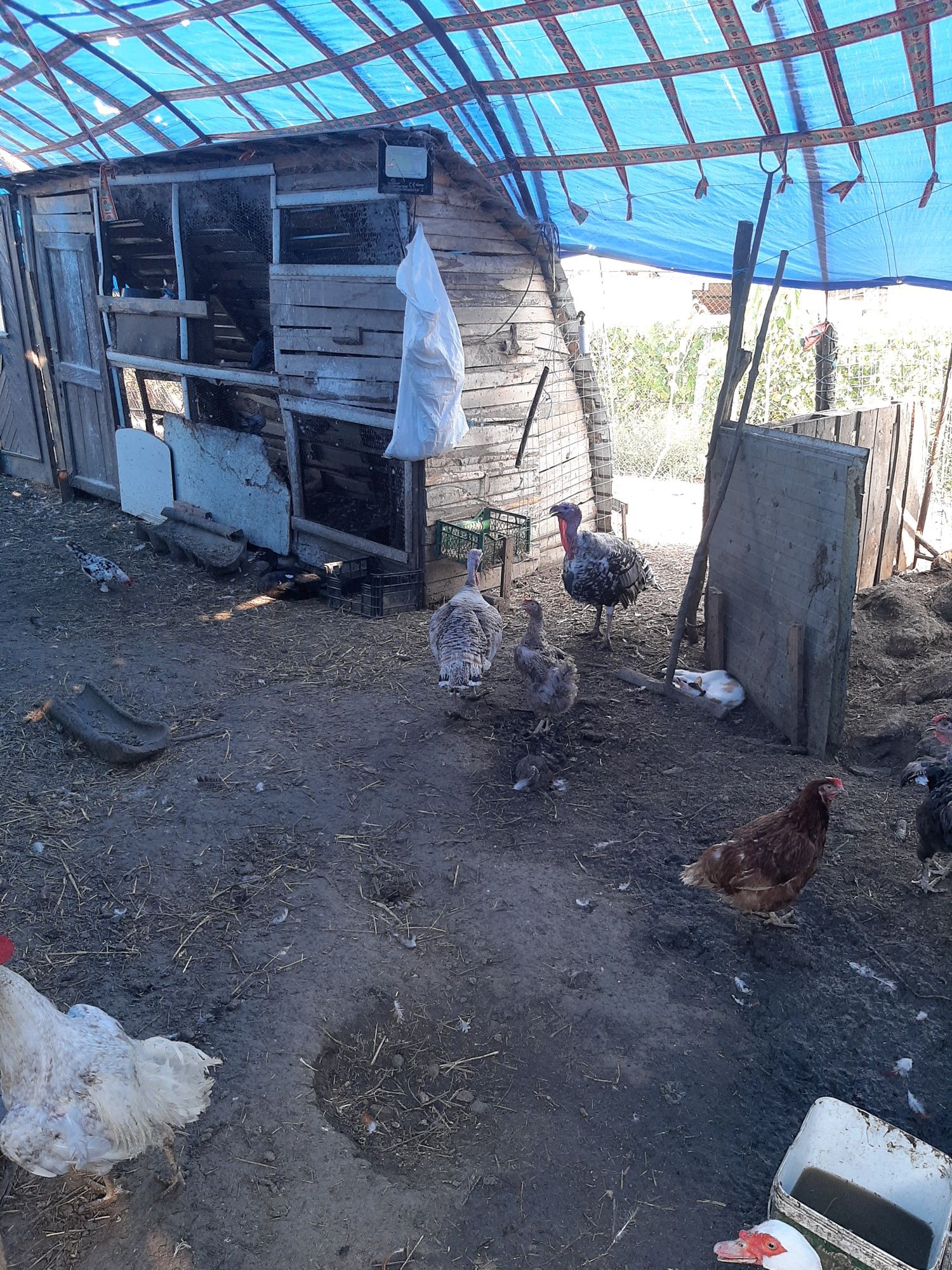 Продавам кокошки