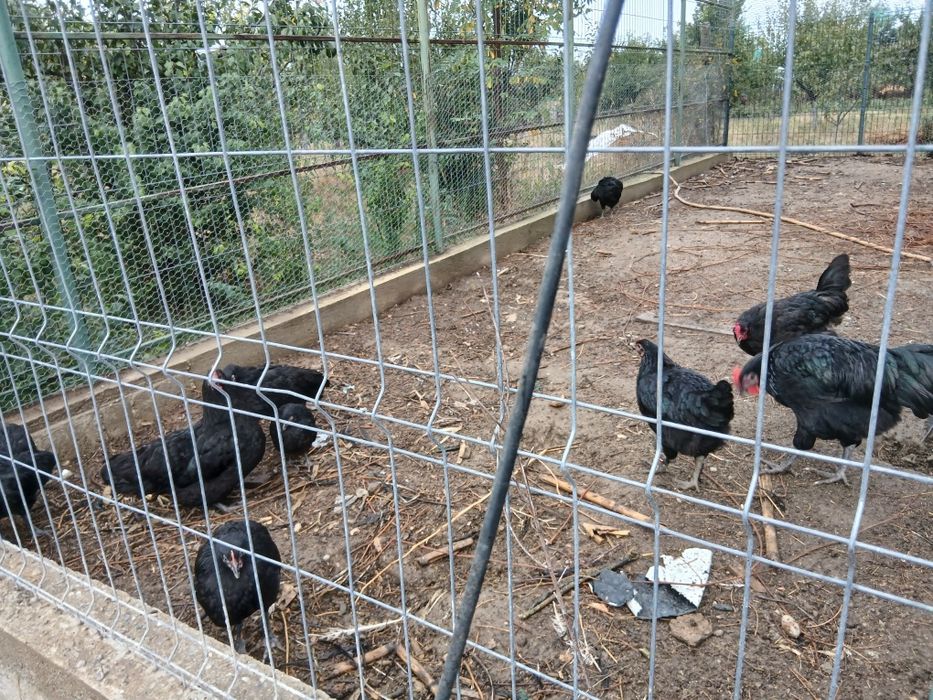 Vand  Australorp
