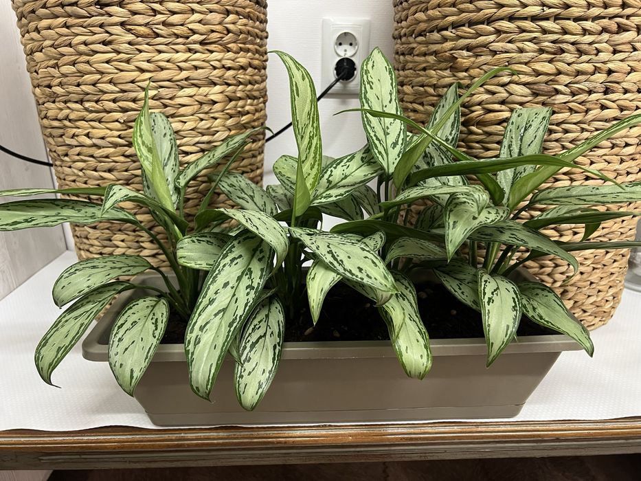 Аглаонема для офиса и дома