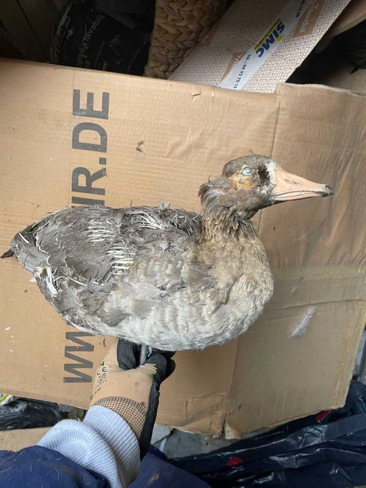 Rata, gasca  decoratiune vintage impaiata se vinde la saci